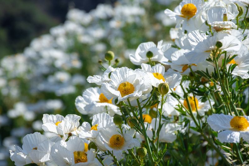 12 Flowers That Thrive In California And Make Your Yard Look Expensive - Decor Hint Matilija Poppy