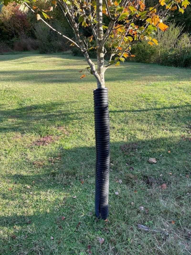 Fall Garden Mistakes Every Colorado Homeowner Should Know About - Decor Hint Not Protecting Young Trees And Shrubs