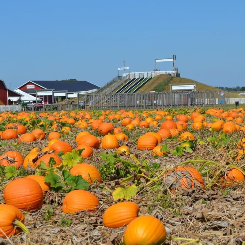 Ramseyer Farms Pumpkinpalooza