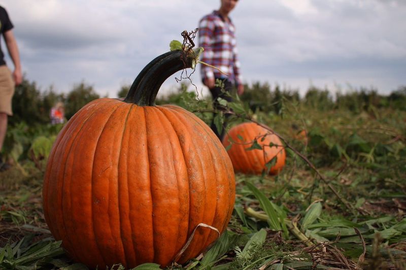 Lynd Fruit Farm Pumpkin Patch Festival
