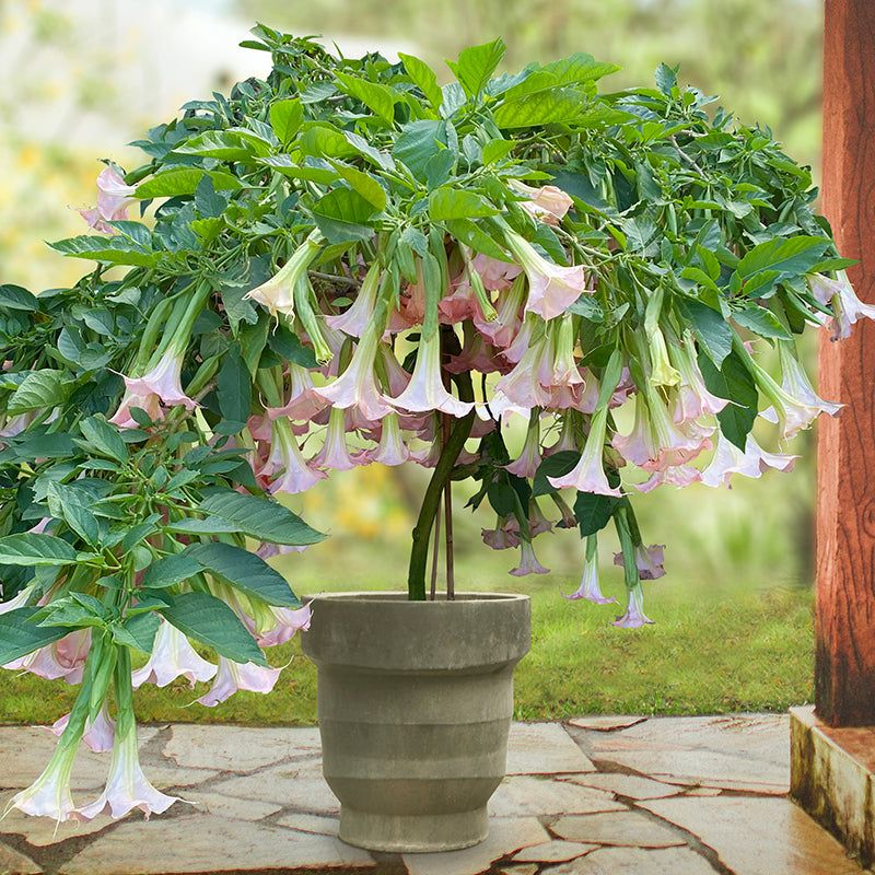 12 Flowers That Thrive In California And Make Your Yard Look Expensive - Decor Hint Angel's Trumpet