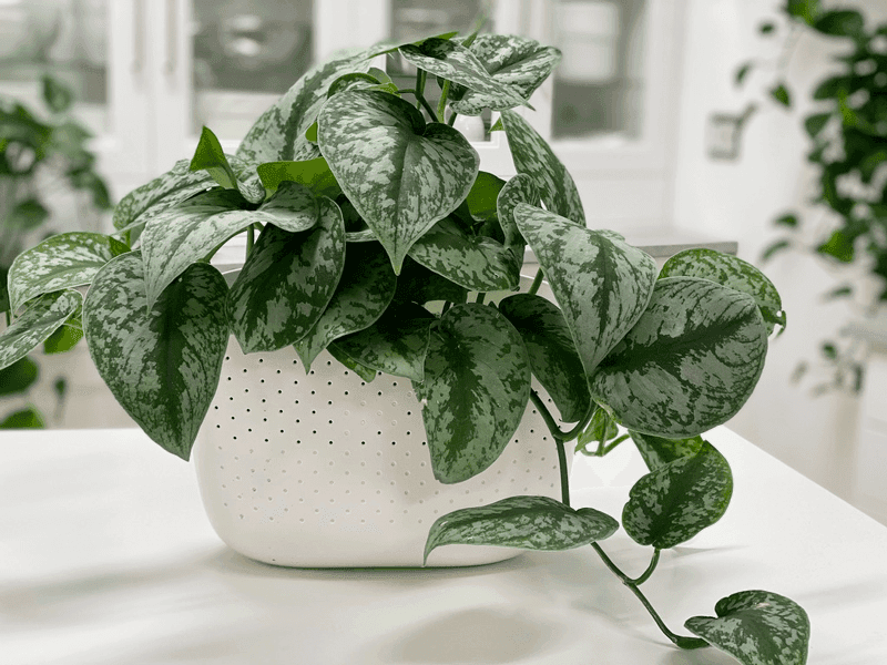 Silver Satin Pothos