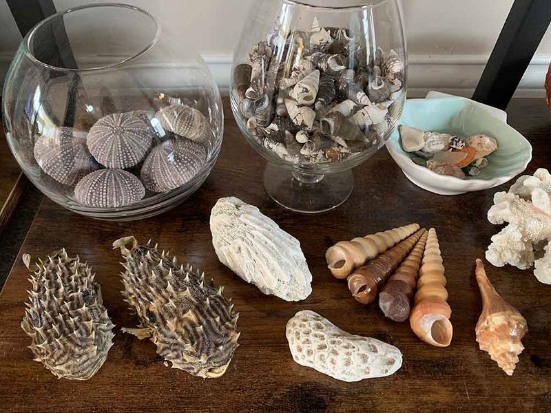 Shell & Coral Collections