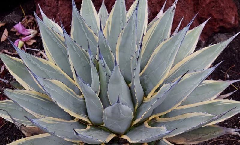 Agave (Agave Americana Or Agave Parryi)