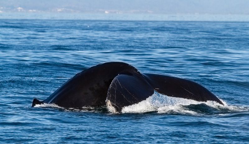 Whale Watching from Point Reyes