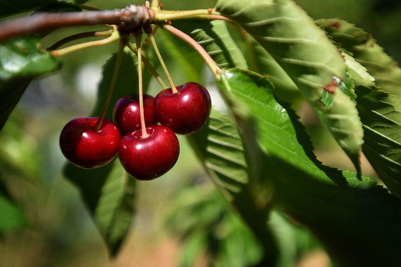 15 Iconic Montana Dishes Everyone Should Try Once - Decor Hint Flathead Cherries