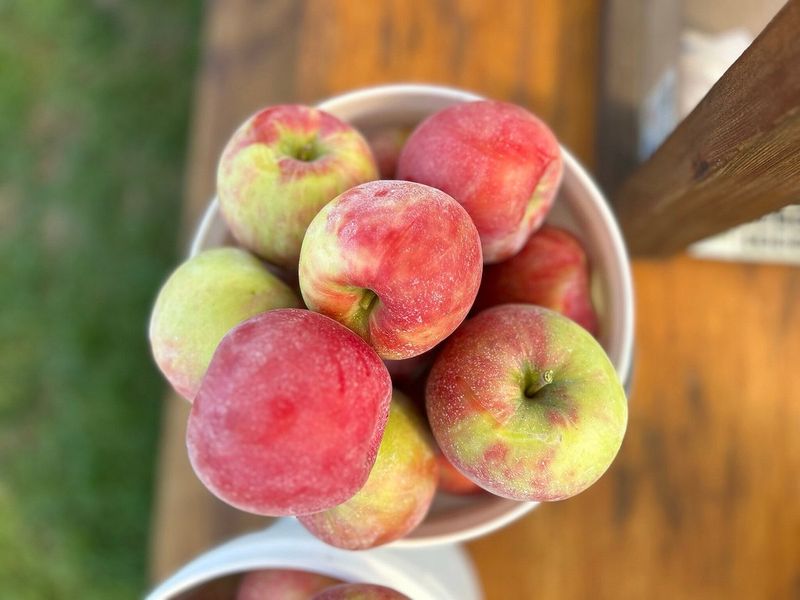 11 Oregon Foods Visitors Always Mispronounce - Decor Hint Hood River Apples