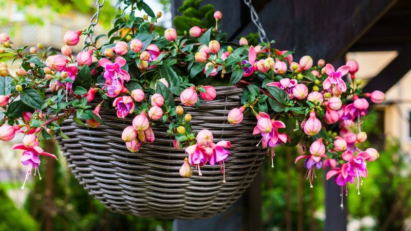 Fuchsias