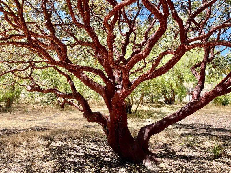 15 Plants In California That Belong In Every Garden - Decor Hint Manzanita
