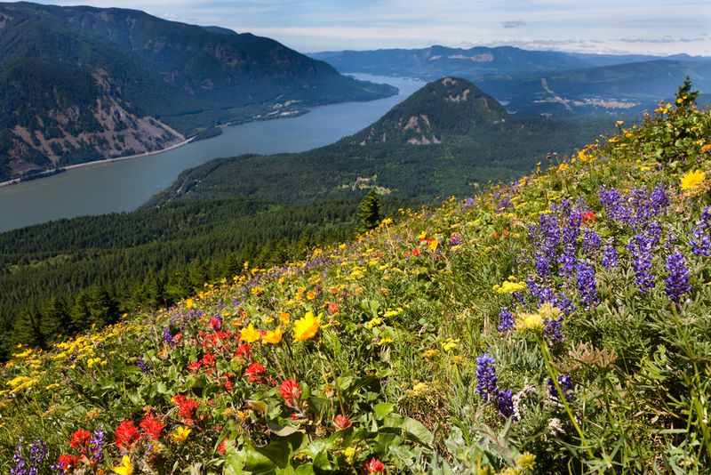 Dog Mountain Trail