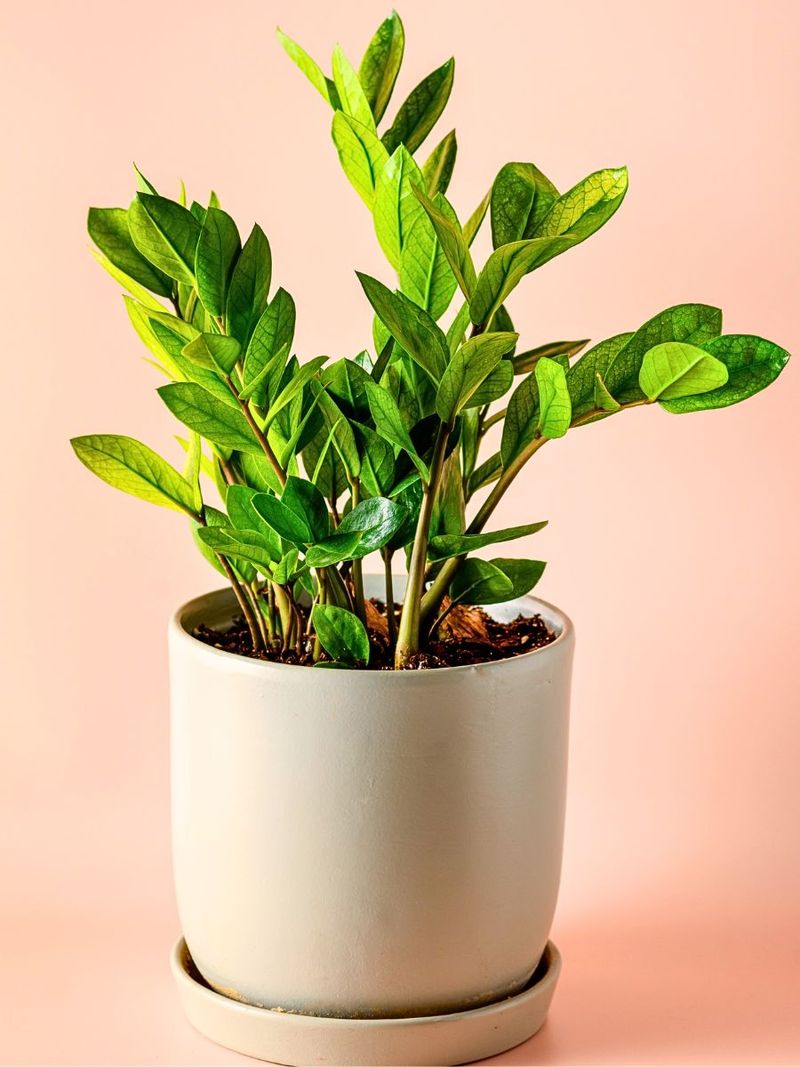 Indoor Plants That Are Common Across Texas Homes - Decor Hint ZZ Plant
