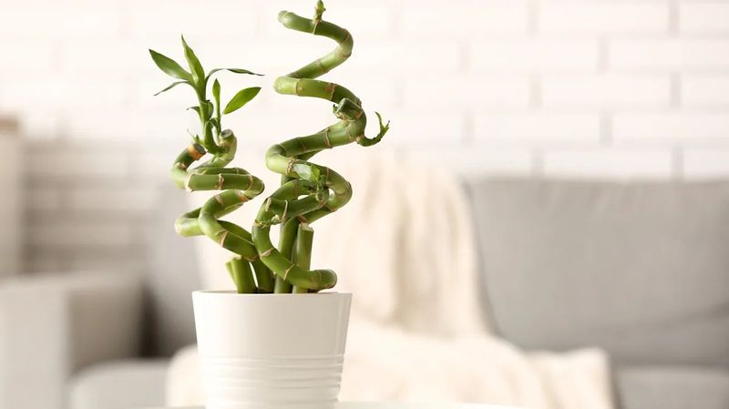 Lucky Bamboo (Dracaena sanderiana)