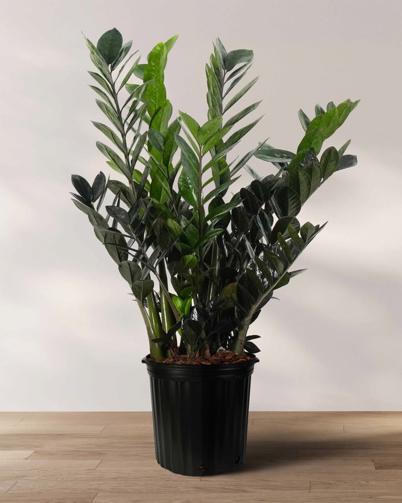 Indoor Plants That Bring California Homes To Life - Decor Hint ZZ Plant