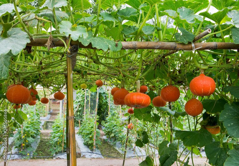 Hanging Pumpkins From A Pergola Or Overhead Trellis