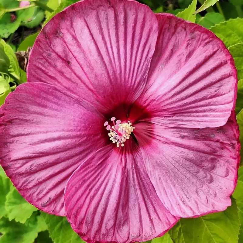 Hardy Hibiscus (Hibiscus Moscheutos)