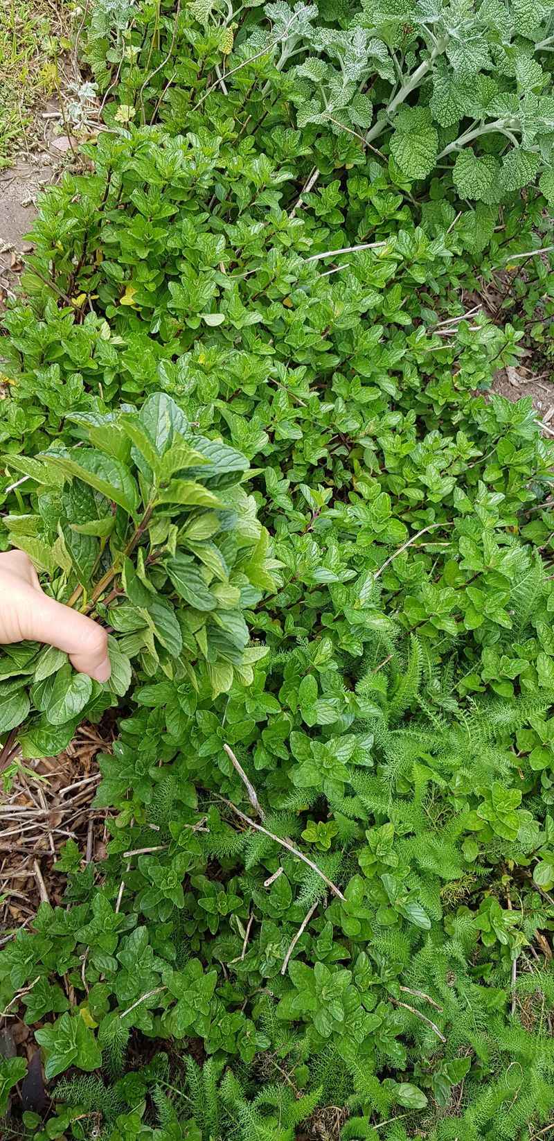 13 Plants In Texas You Should Never Plant - Decor Hint Mint