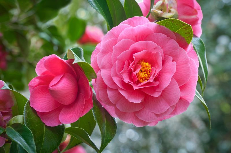 13 Flowers That Bloom Beautifully In Georgia And Instantly Upgrade Your Yard - Decor Hint Camellia