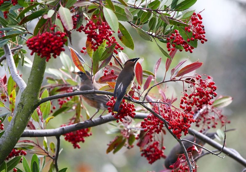 15 Plants In California That Belong In Every Garden - Decor Hint Toyon