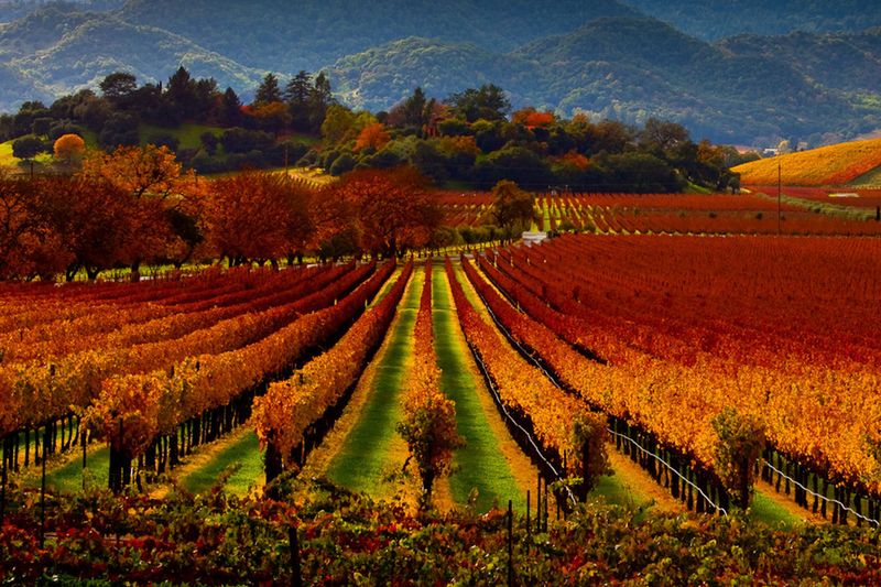Bucket List Adventures For 50+ Travelers: San Diego, Napa & Beyond - Decor Hint Napa Valley, California