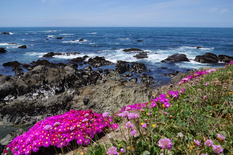Mendocino Coast Botanical Gardens: Oceanside Splendor