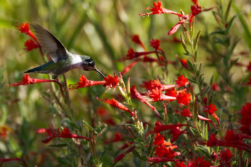 15 Plants In California That Belong In Every Garden - Decor Hint California Fuchsia