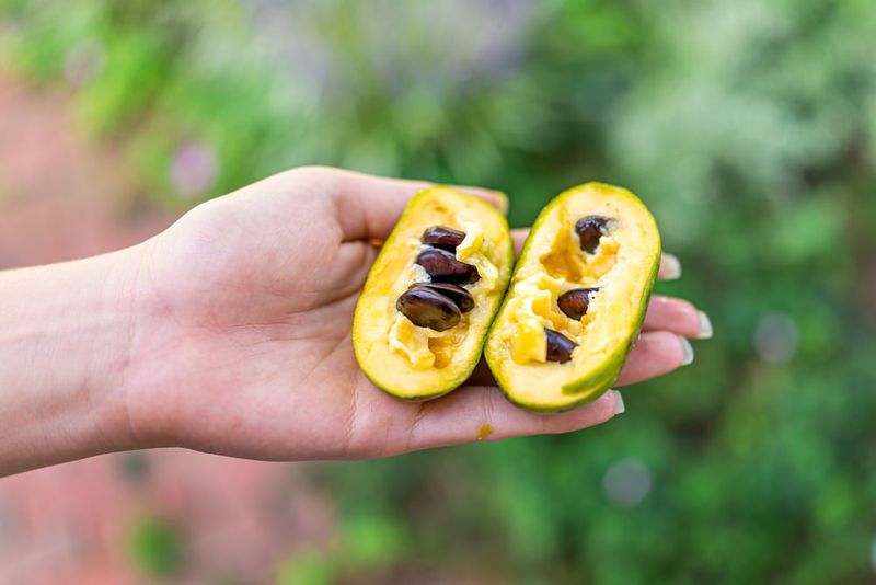Ohio Foods Outsiders Will Never Understand, And That's Okay - Decor Hint Pawpaw Fruit