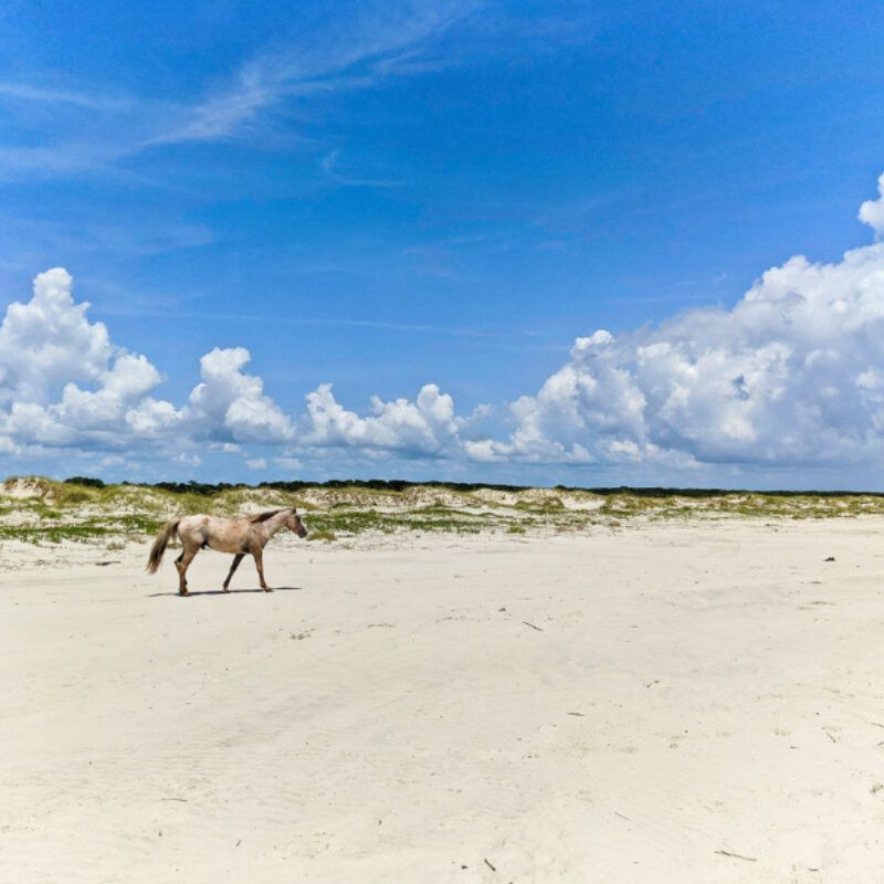 10 Georgia Beach Towns Overrun By Tourists, According To Locals - Decor Hint Cumberland Island