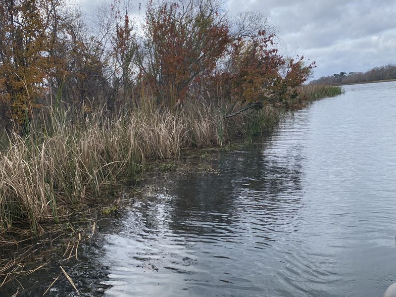 Habitat Highlights Hydrilla Standing Timber And Flats