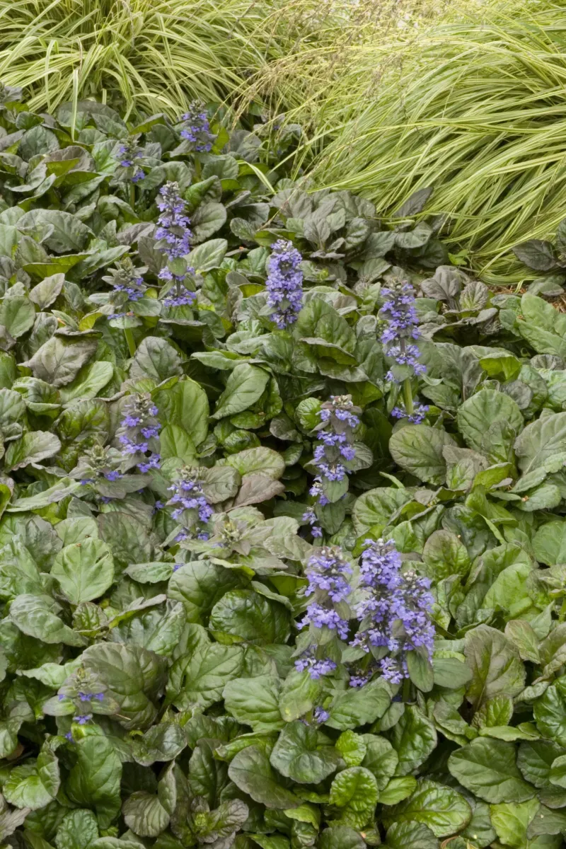 Ajuga