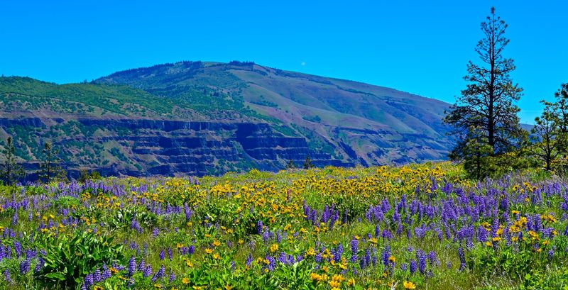 Rowena Plateau Loop