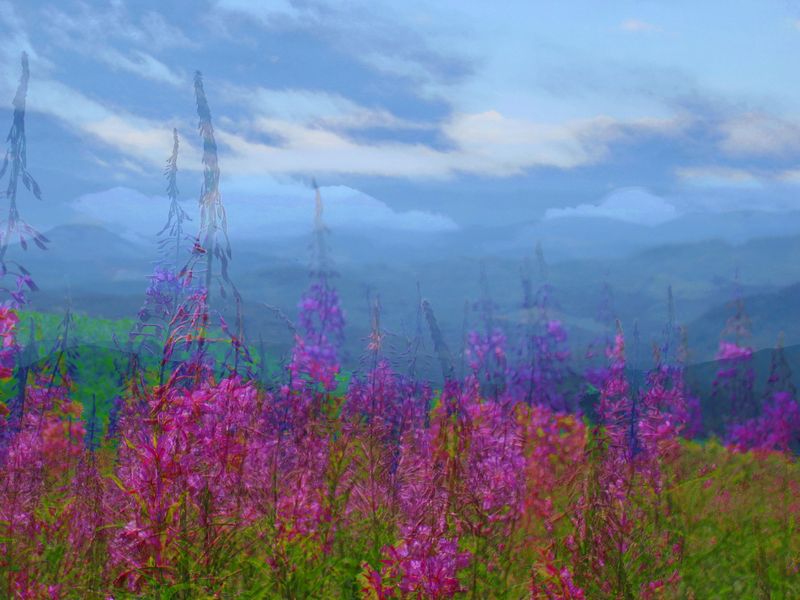 Marys Peak Meadow Edge