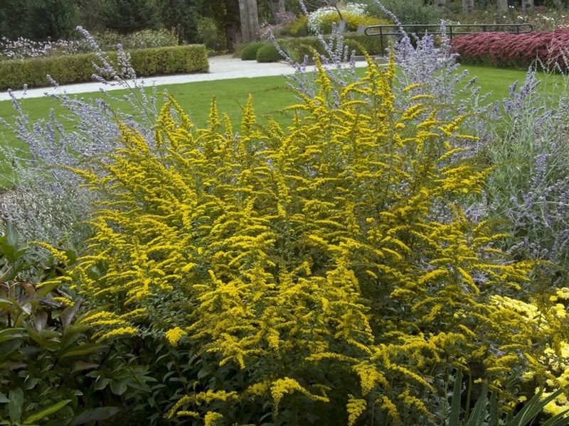 Why You'll Want To Plant Goldenrod In Your Michigan Yard After All - Decor Hint How to Keep It From Spreading Too Much