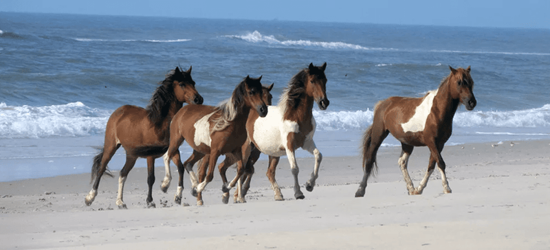 DC Day Trips That'll Make You Fall In Love With The Mid-Atlantic All Over Again - Decor Hint Assateague Island National Seashore