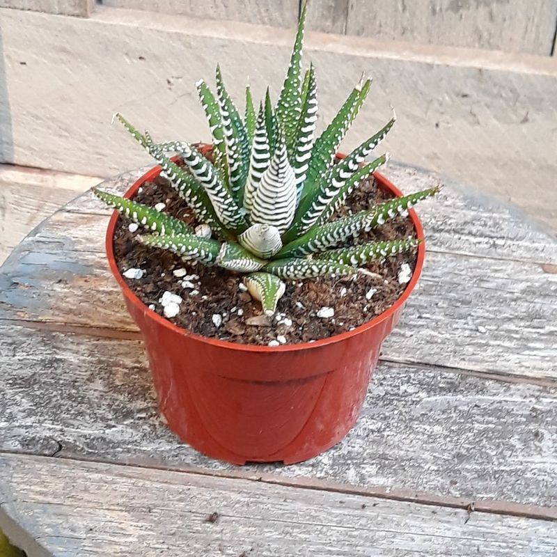 Succulents That Make Indoor Gardening Easy In Arizona - Decor Hint Zebra Haworthia