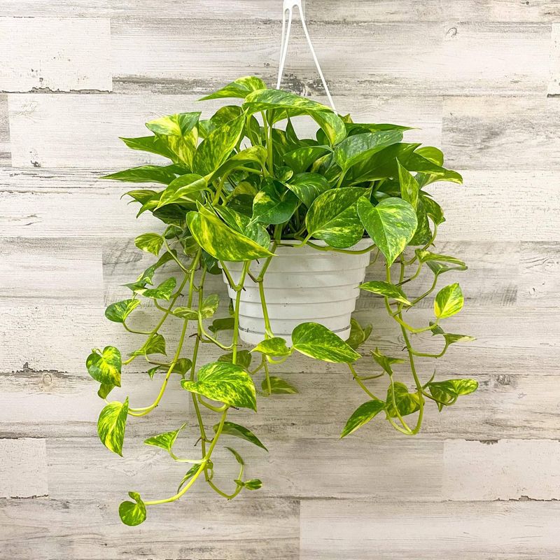Indoor Plants That Are Common Across Texas Homes - Decor Hint Pothos