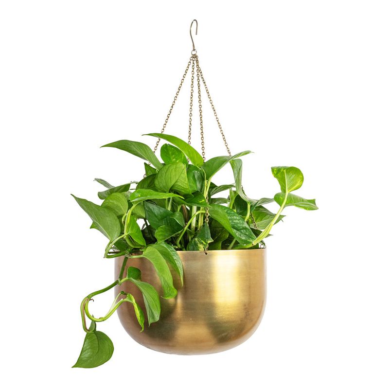 Pothos