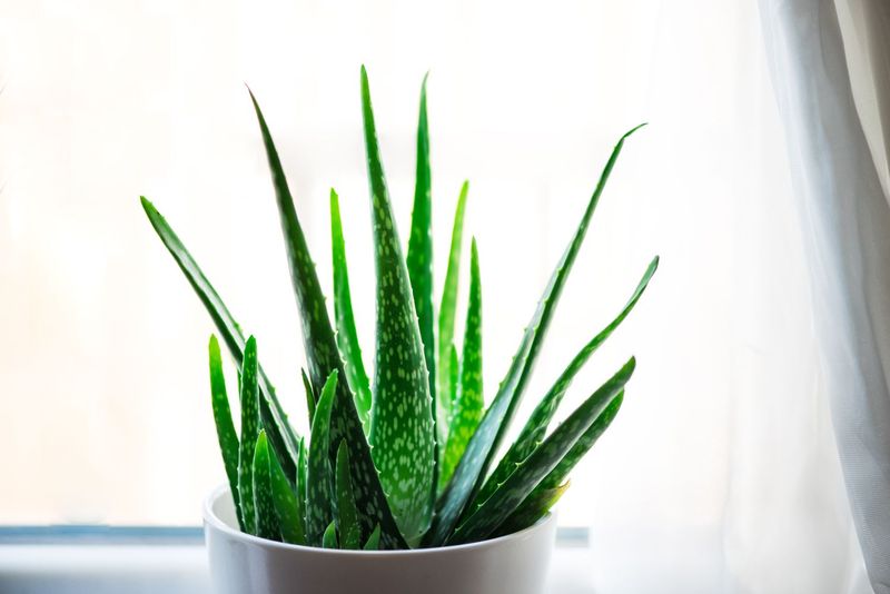 Indoor Plants That Are Common Across Texas Homes - Decor Hint Aloe Vera