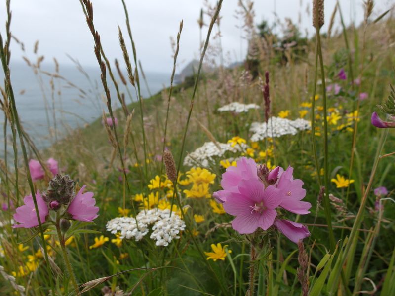 Cascade Head Nature Conservancy Trail