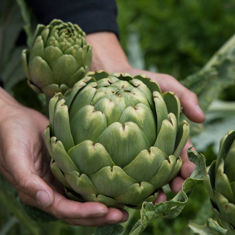 Artichokes