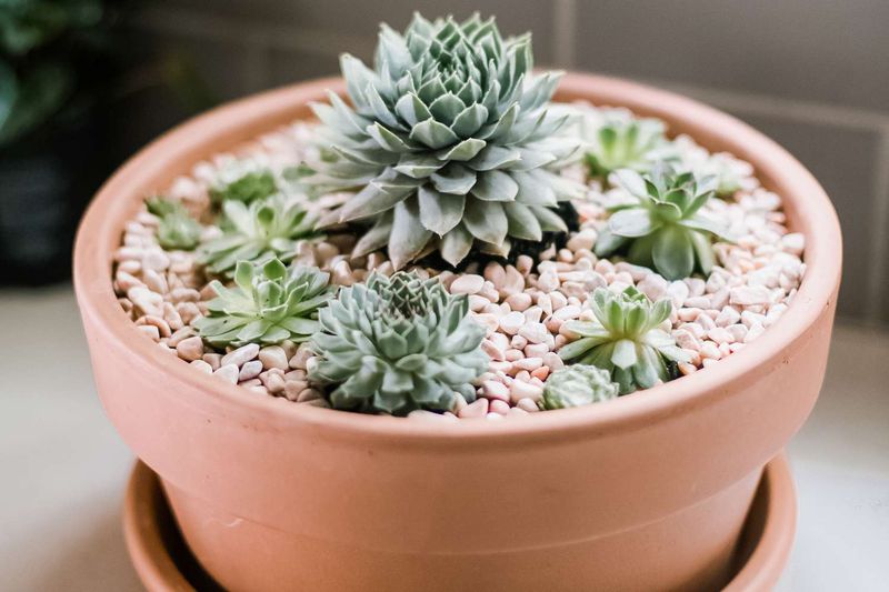 Succulents That Make Indoor Gardening Easy In Arizona - Decor Hint Hens and Chicks
