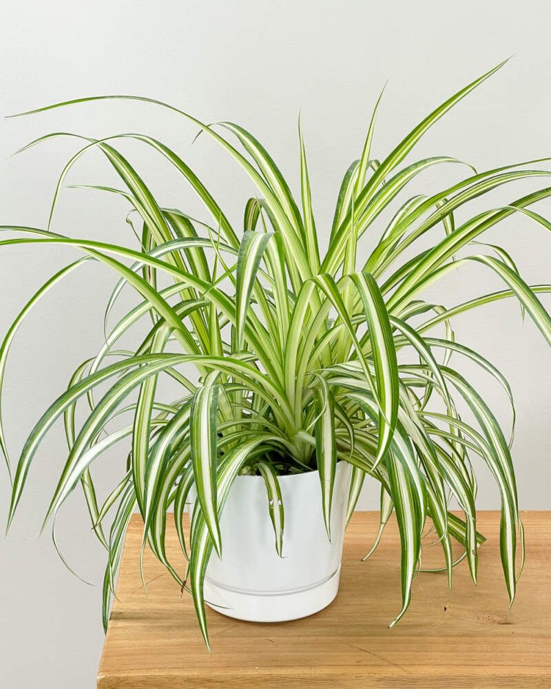 Indoor Plants That Bring California Homes To Life - Decor Hint Spider Plant