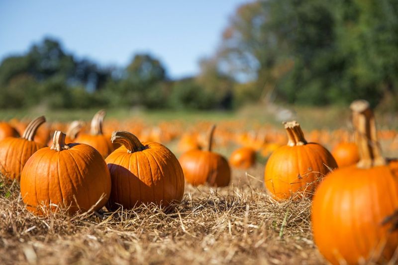 20 Cozy Fall Dates In New York's Most Enchanting Places - Decor Hint Visit A Pumpkin Patch At Masker Orchards