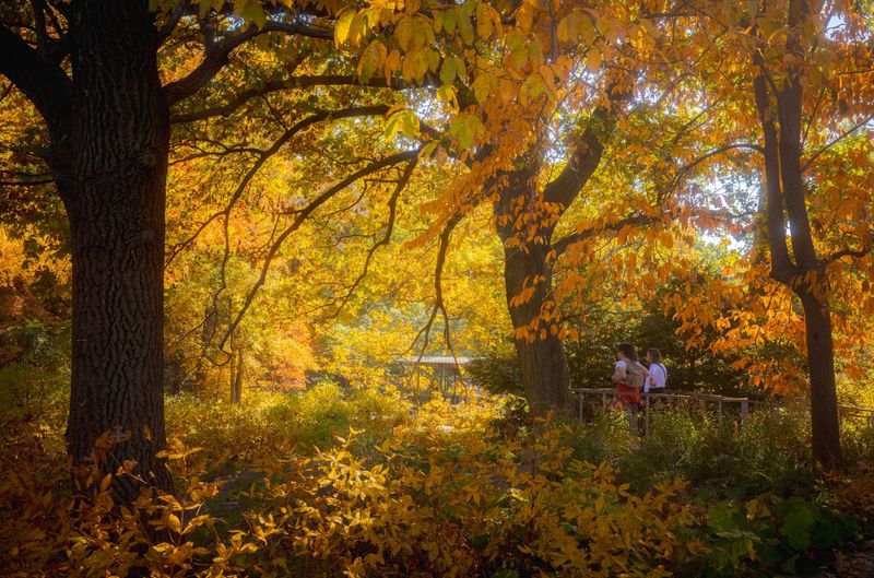 20 Cozy Fall Dates In New York's Most Enchanting Places - Decor Hint Visit The New York Botanical Garden's Fall Exhibits
