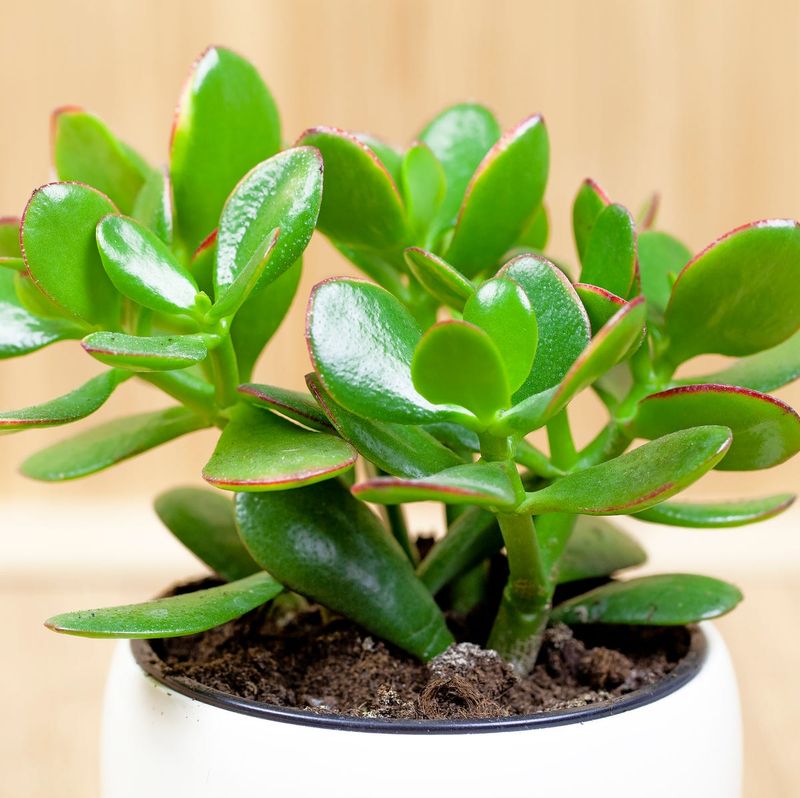 Succulents That Make Indoor Gardening Easy In Arizona - Decor Hint Jade Plant
