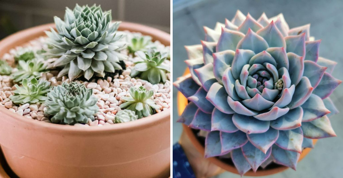 Succulents That Make Indoor Gardening Easy In Arizona - Decor Hint Succulents That Make Indoor Gardening Easy In Arizona - Decor Hint