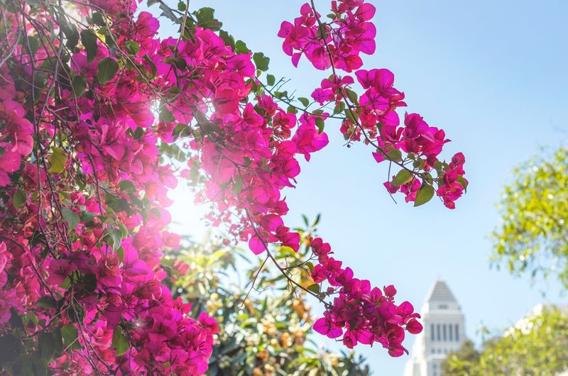 12 Flowers That Thrive In California And Make Your Yard Look Expensive - Decor Hint Bougainvillea