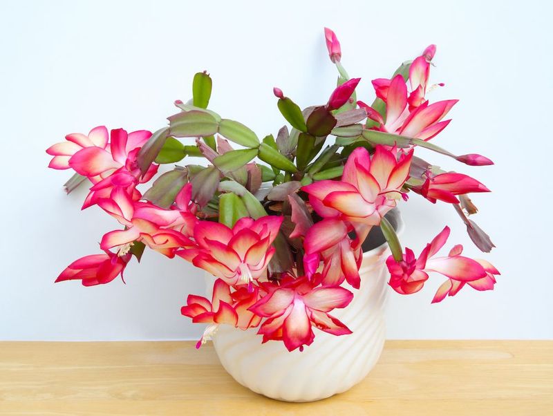 Christmas Cactus