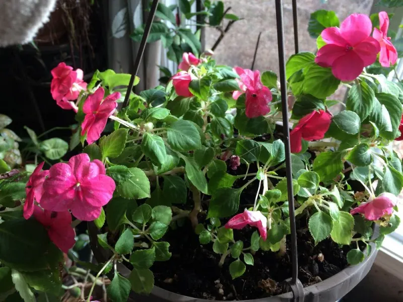 Impatiens