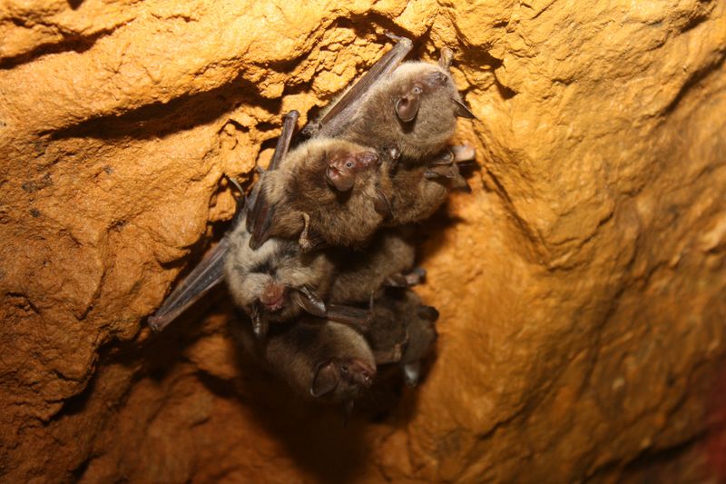 12 Things You Didn't Know About Wisconsin's Most Unique Tunnel The Stewart Tunnel - Decor Hint Bats Call This Tunnel Home During Winter