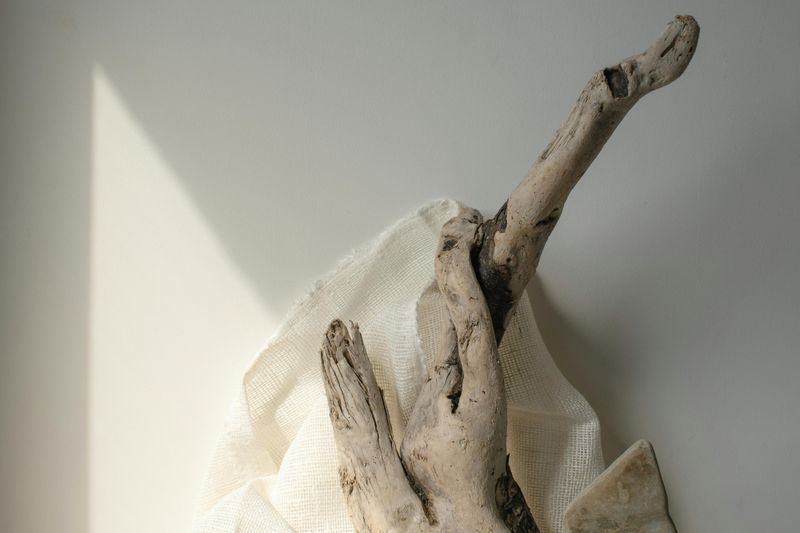 Driftwood Statement Pieces